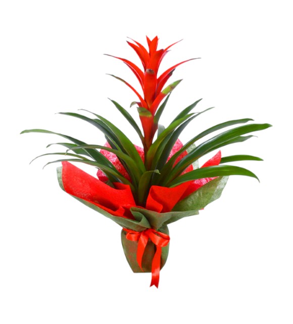 Guzmania (Guzmanya)