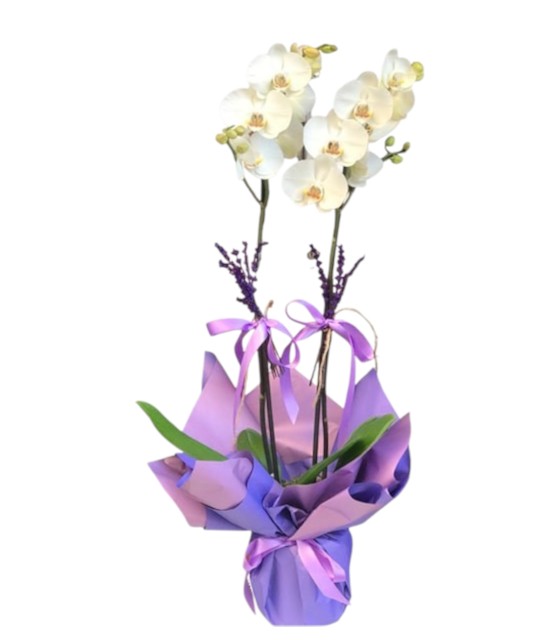 Bebek Doğum Kutlama