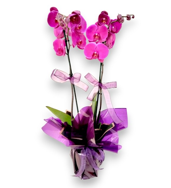 Çift Dal Mor Orkide Tasarımı
