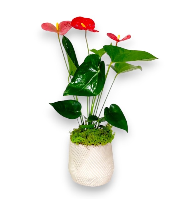 Çizgili Saksıda Antoryum Tasarımı