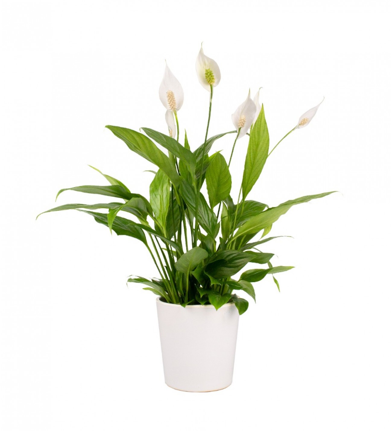 Barış Çiçeği-Spathiphyllum