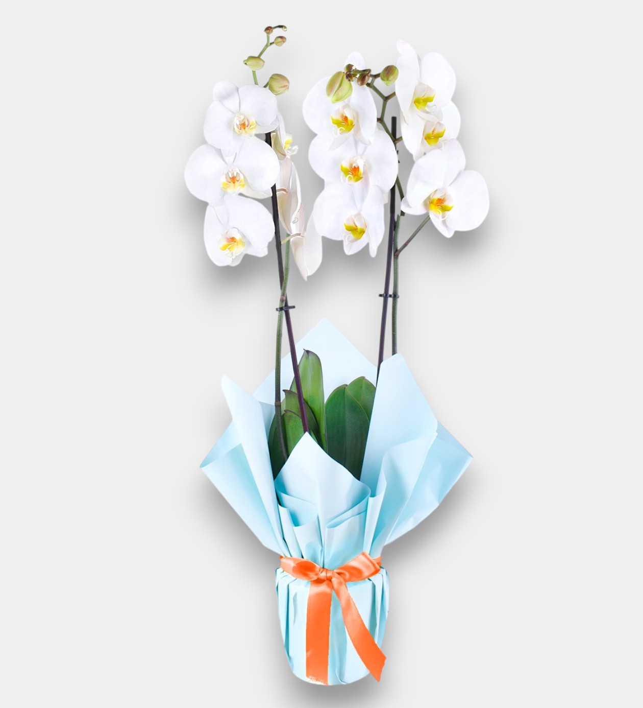 Mavi Bukette Çift Dal Beyaz Orkide