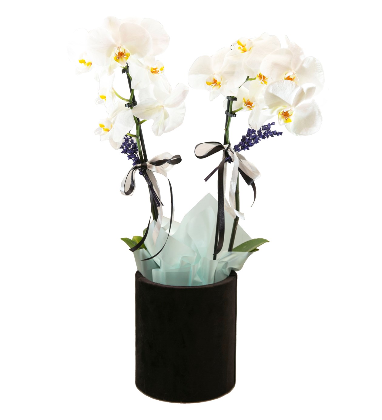 Kutuda Beyaz Çift Dal Orkide