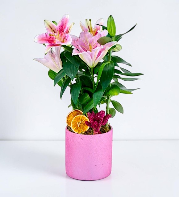 Pembe Saksıda Mis Kokulu Pembe Lilyum