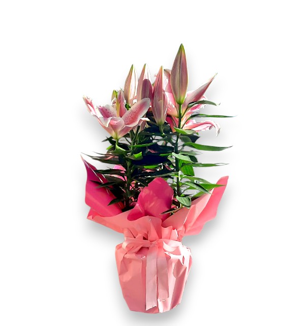 Pembe Kağıtta Büyük Lilyum