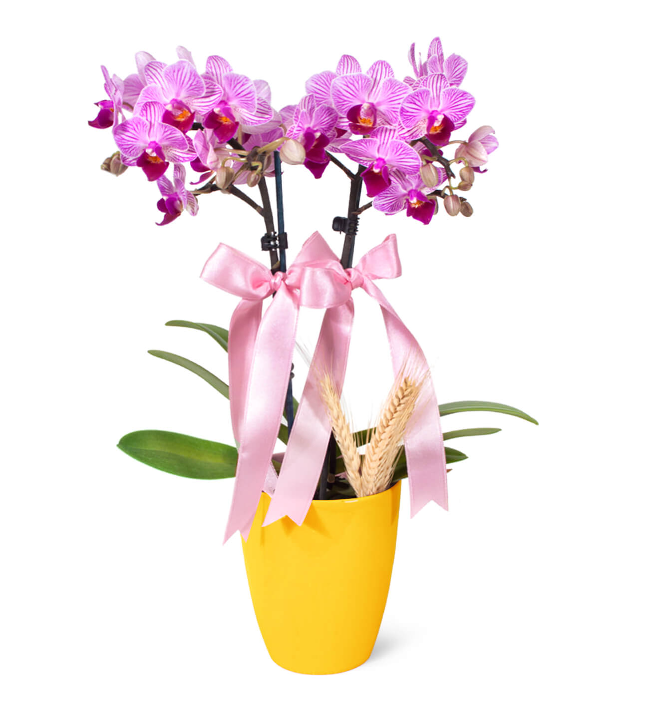 Sarı Saksıda Çift Dal Mini Orkide