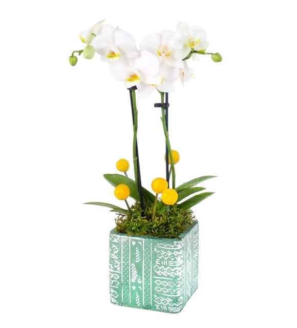 Tasarım Saksıda Çiftli Mini Orkide
