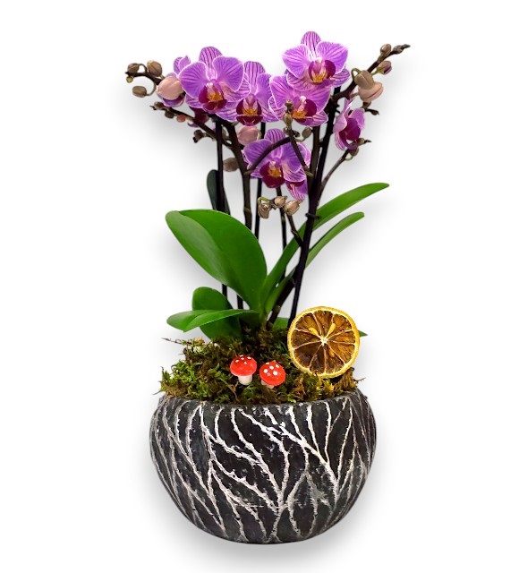 Siyah Gümüş Saksıda 2 Dal Mini Orkide 