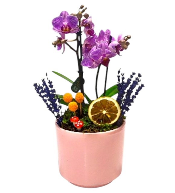 Pembe Saksıda Çift Dal Mini Orkide