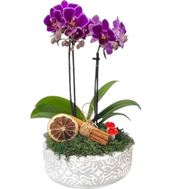Beton Saksıda Çift Dal Mini Orkide