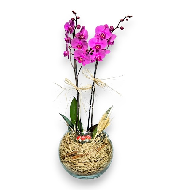 Cam Vazoda Çiftli Mor Orkide