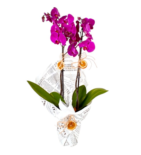 Çift Dal Mor Orkide News