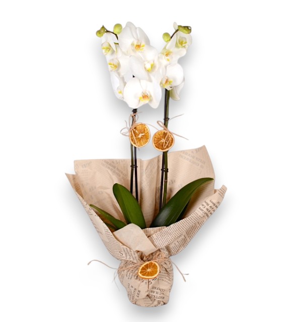 Çift Dal Beyaz Orkide News