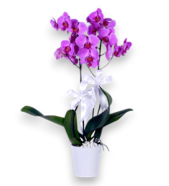 Beyaz Seramik Saksıda Çift Dal Mor Orkide