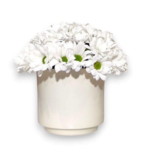 Beyaz Papatya Aranjmanı