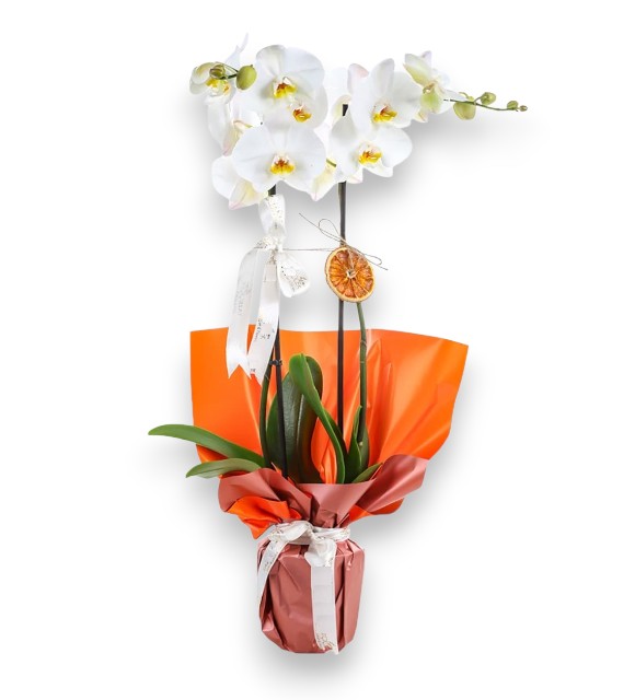 Turuncu Bukette Çift Dal Orkide