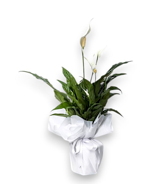Beyaz Bukette Spatifilyum