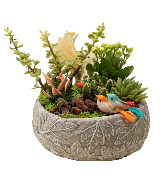 Sukulent Teraryum